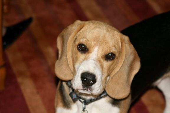 Anatole 6 mois - Beagle (6 mois)