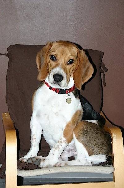 Diégo Beagle de 1 an et demi - Beagle