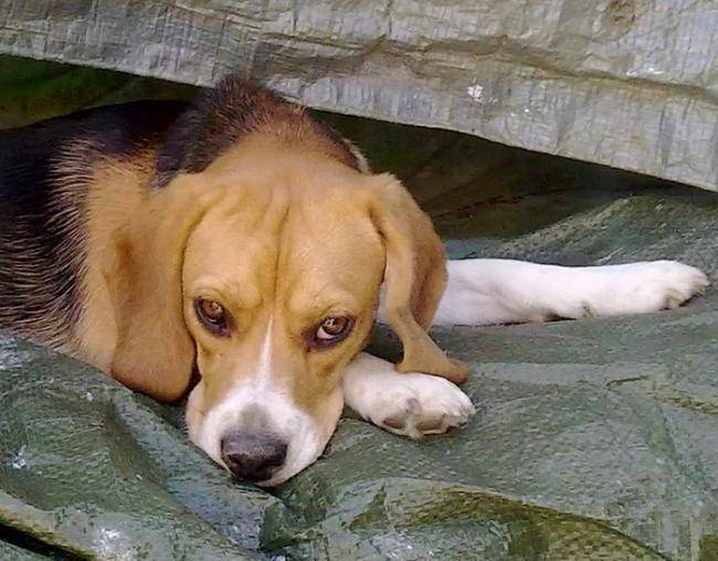 Elfy, Beagle de 14 mois - Beagle (1 an et 2 mois)