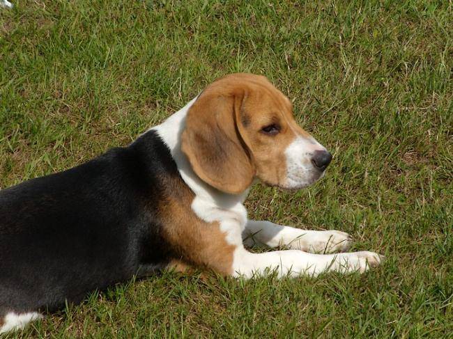 Freesbi beagle en photo - Beagle