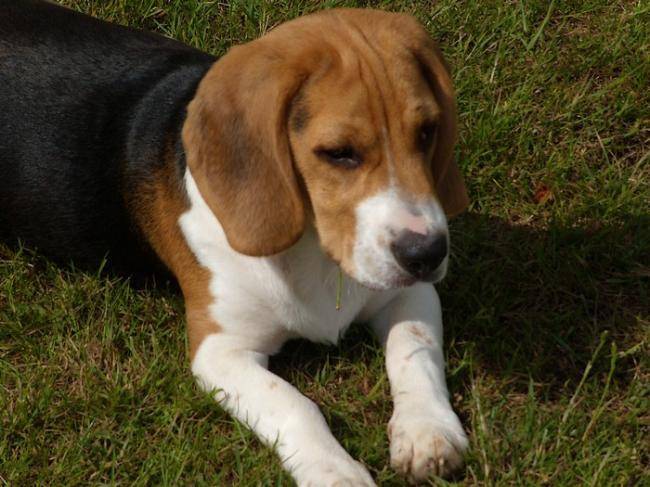 Photo beagle 8 mois : Freesbi - Beagle (8 mois)