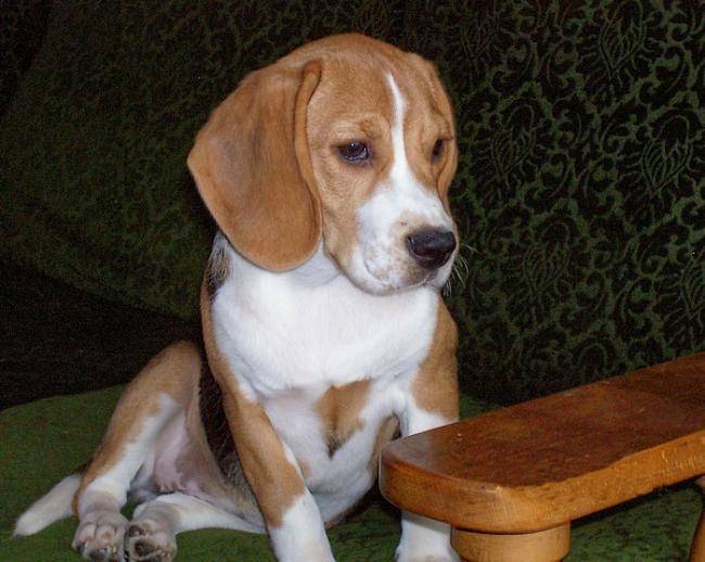 Winnie, petite Beagle femelle - Beagle