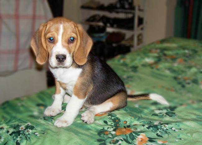 Winnie, beagle femelle chiot - Beagle