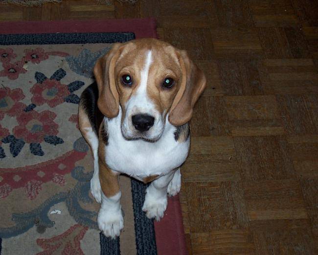 Femelle Beagle : Winnie - Beagle
