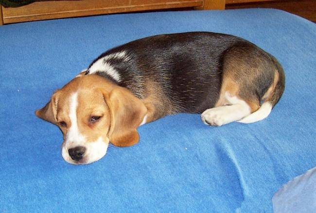 Winnie, beagle chiot - Beagle