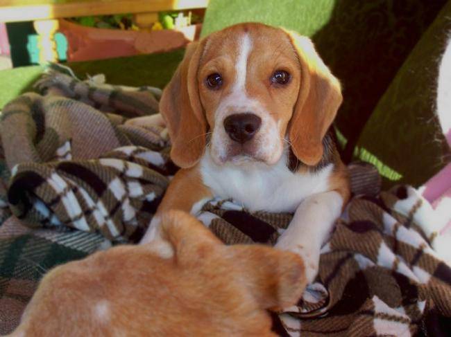 Winnie beagle femelle - Beagle