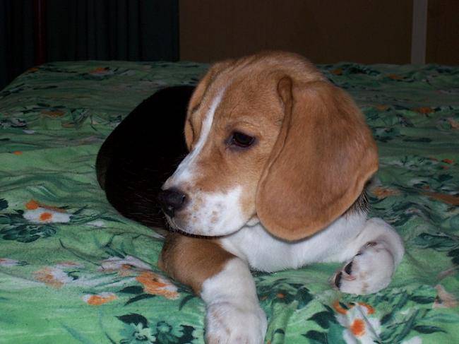 Winnie - Beagle