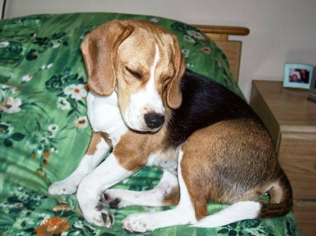 Winnie beagle femelle 6 mois - Beagle (6 mois)