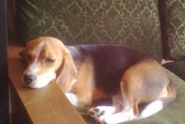 Winnie beagle 8 mois - Beagle (8 mois)