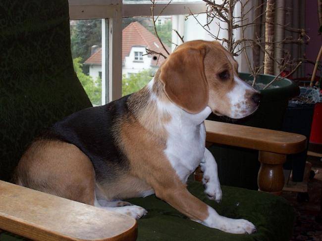 Winnie, 1 an - Beagle