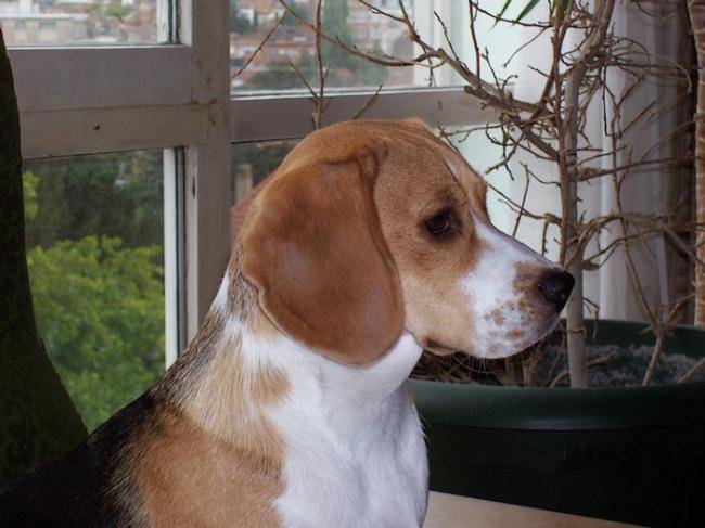 Winnie femelle Beagle a un an - Beagle