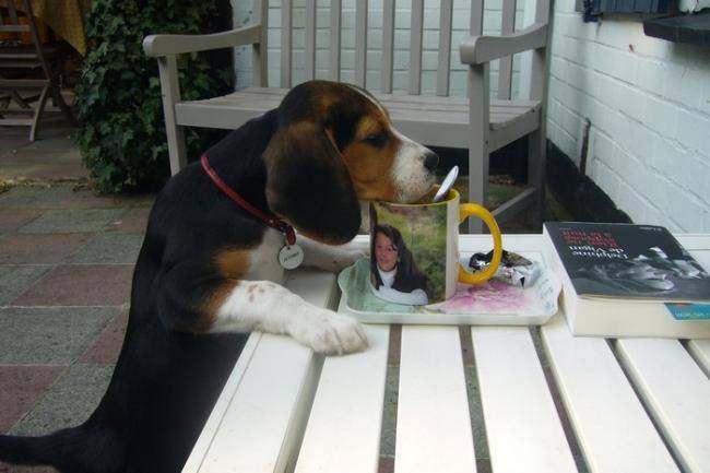 Jethro Beagle de 3 mois - Beagle (3 mois)