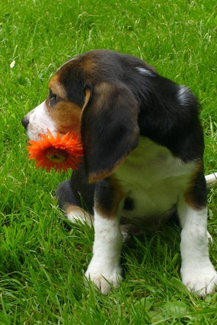 Beagle de 3 mois : Jethro - Beagle (3 mois)
