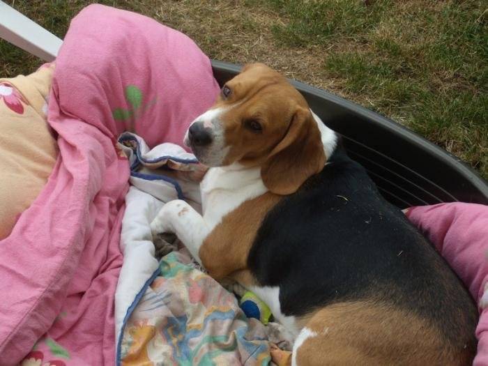 Freesbi 2 ans et demi - Beagle (2 ans et demi)