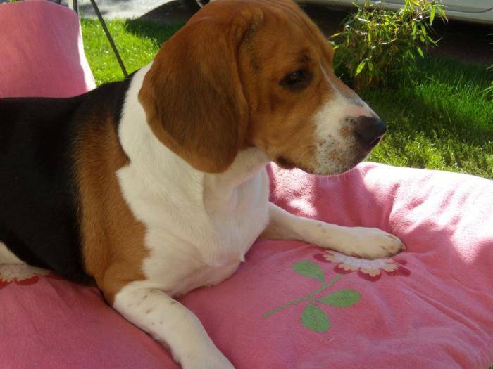 Freesbi Beagle 2 ans et demi - Beagle (2 ans et demi)