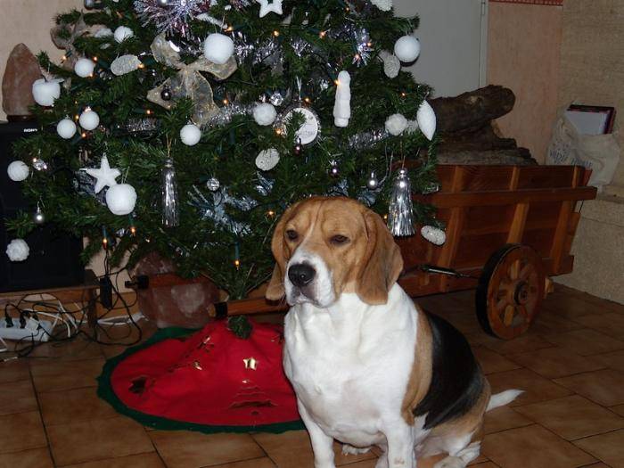 Freesbi nous souhaite un joyeux noël - Beagle