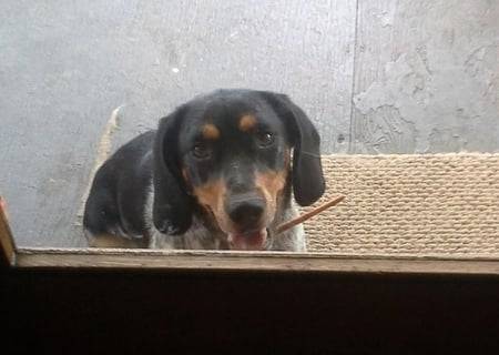Cora - Beagle (1 an)