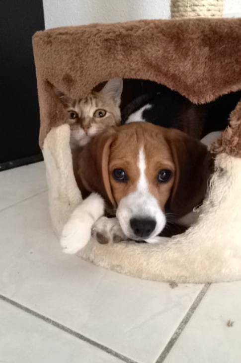Lilou - Beagle (5 mois)