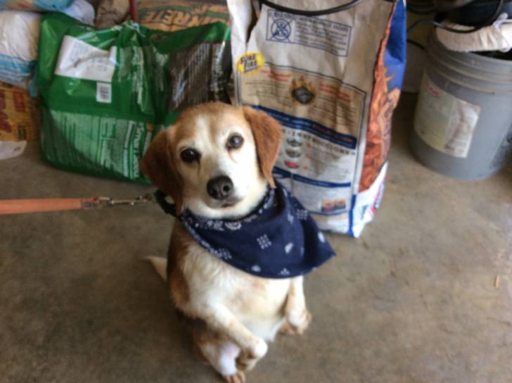 Piper - Beagle (12 ans)