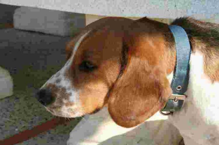 Wendy - Beagle (3 ans)