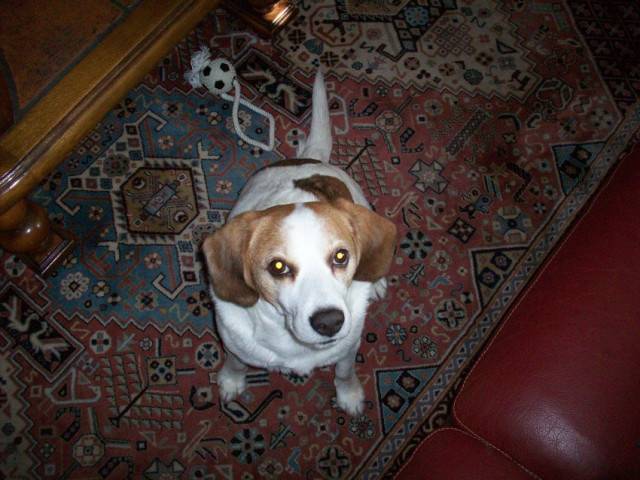spike - Beagle Mâle (7 mois)