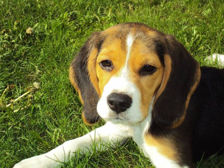 Le Beagle - Beagle