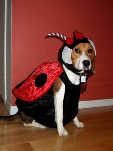 Leelou_Halloween_2004 - Beagle