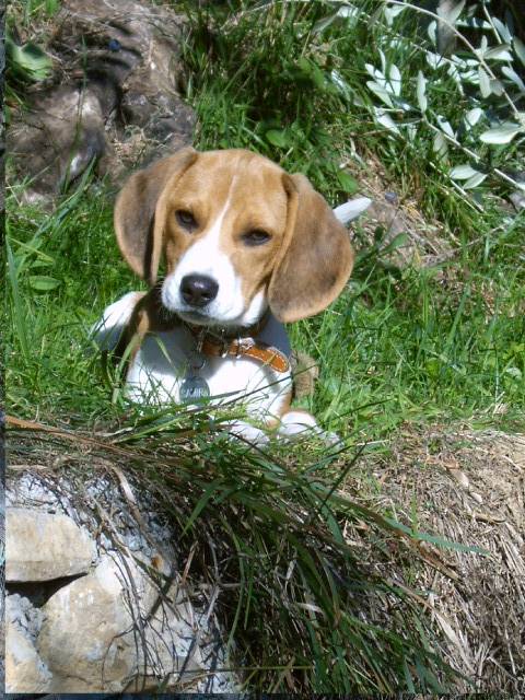 Samira (3 mois) - Beagle