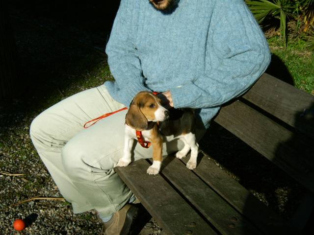Samira (2 mois) - Beagle