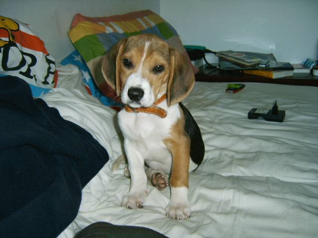 Samira (2 mois) - Beagle