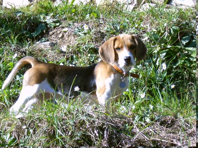 Samira (3 mois) - Beagle