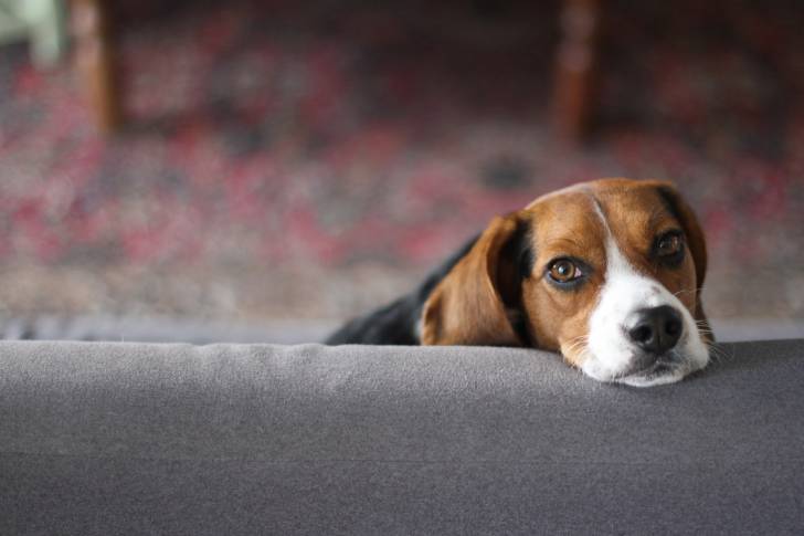 Un Beagle la tête posée sur un canapé