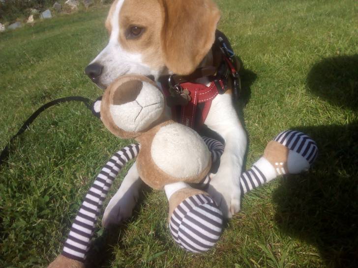 Pup - Beagle Mâle (8 mois)