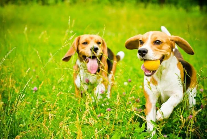 Deux Beagles qui jouent avec une balle