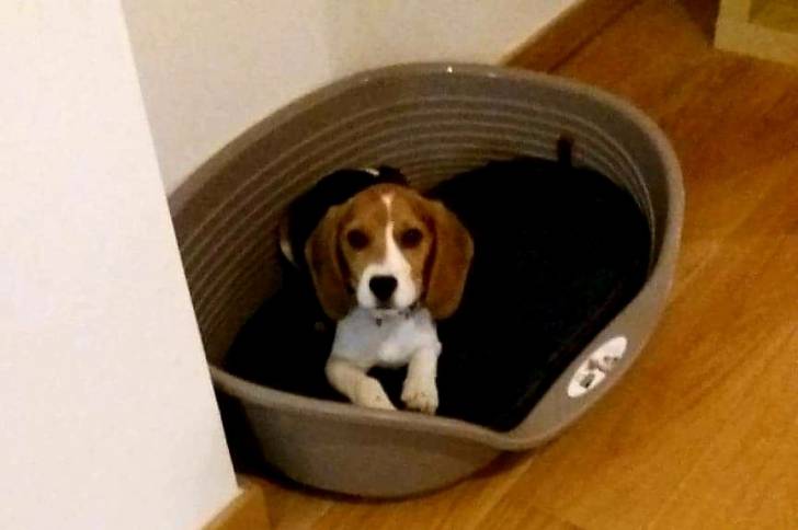 Tara - Beagle (3 mois)