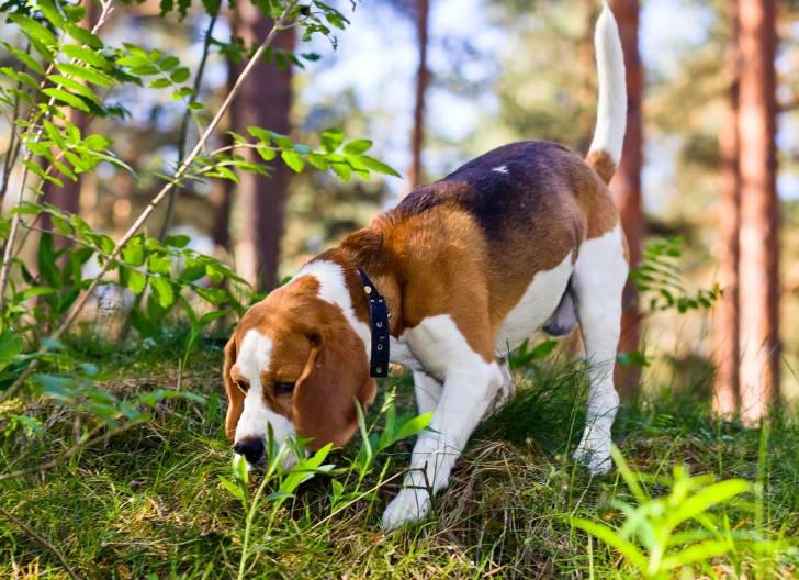 Un Beagle suit une piste dans la forêt