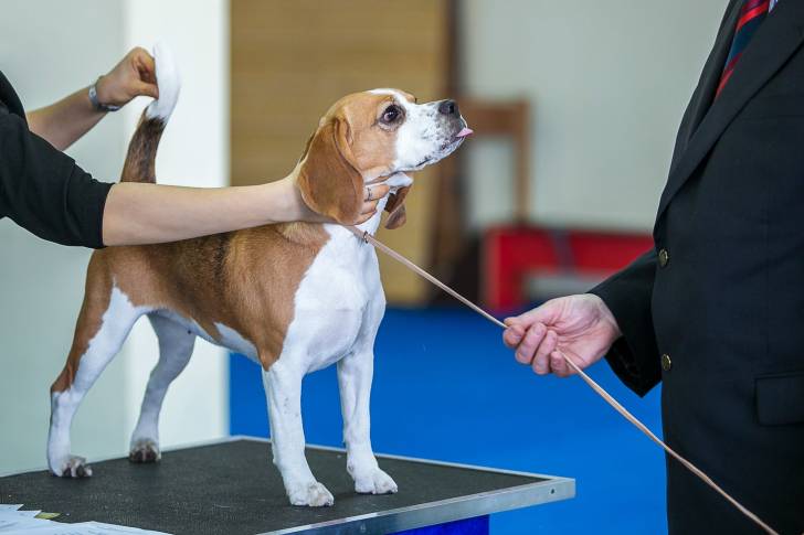 Un Beagle pendant une exposition canine