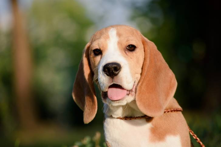 Un Beagle vu de face