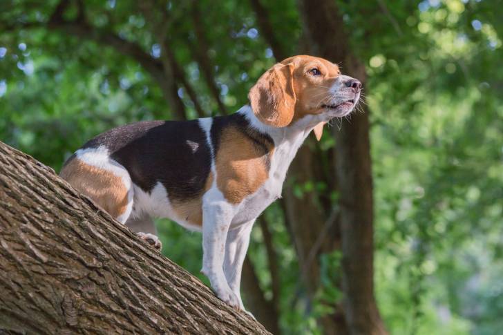 Un Beagle qui se tient sur un tronc d'arbre