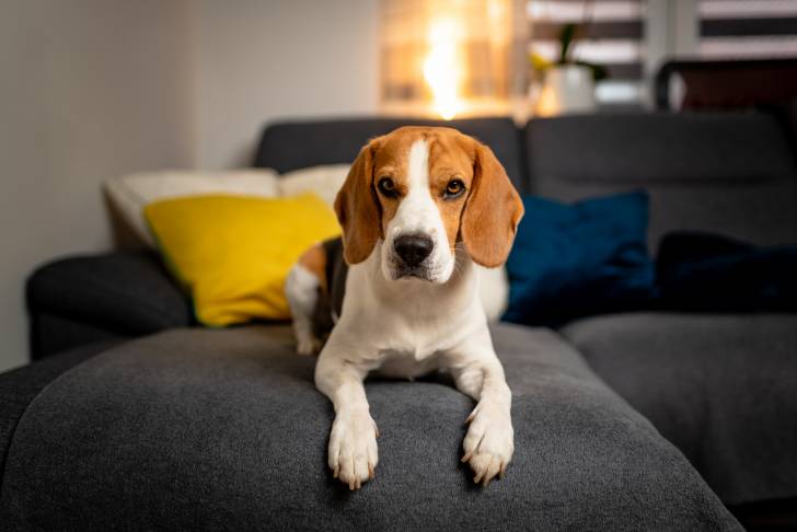 Un Beagle allongé sur un canapé