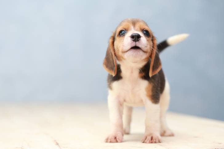 Un chiot Beagle qui pose devant l'objectif