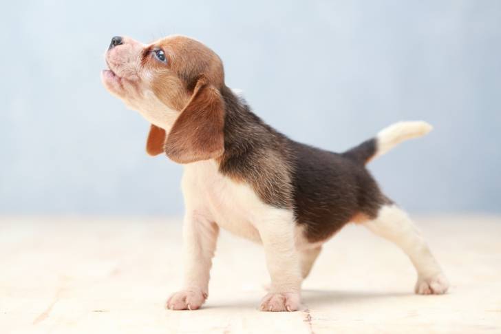 Un chiot Beagle