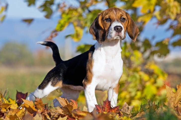 Un Beagle lors d'une promenade en automne