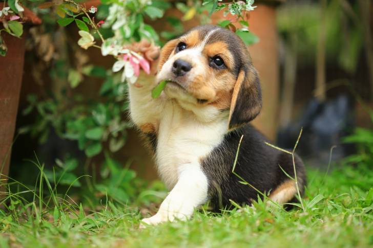 Un Beagle qui joue avec une fleur