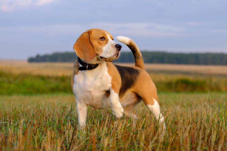 Un Beagle qui de tient la patte levée