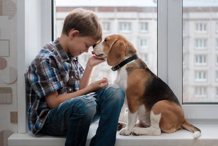 Un Beagle se fait câliner par un petit garçon