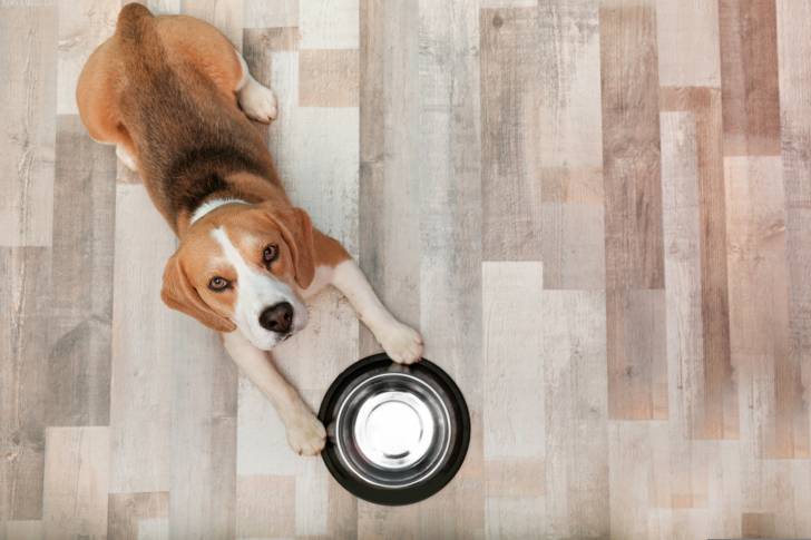 Un Beagle allongé à côté de sa gamelle