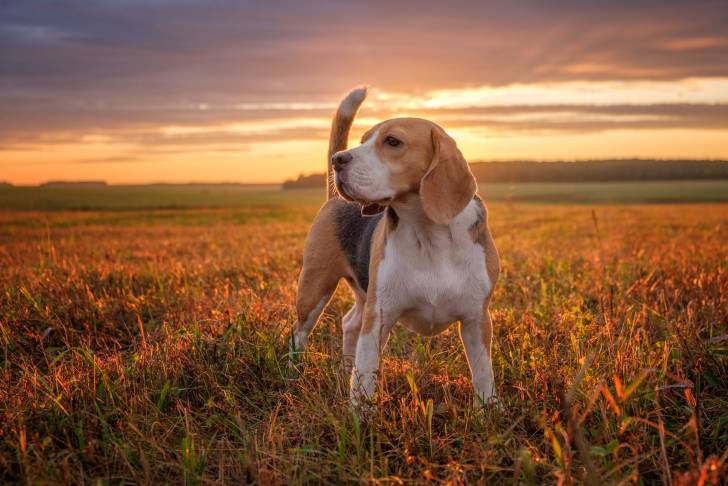 Un Beagle blanc et marron pendant une promenade au coucher du soleil