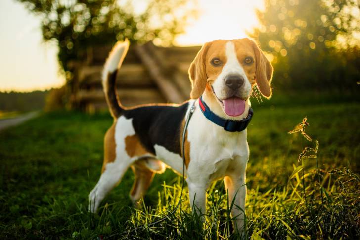 Un Beagle pendant sa promenade