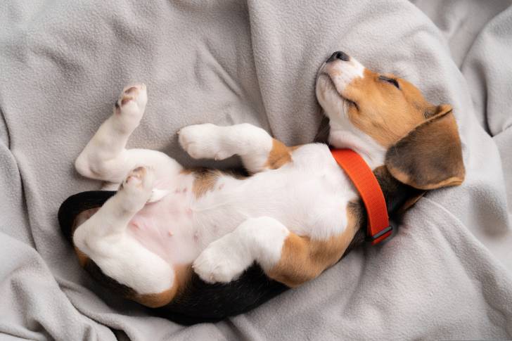 Un Beagle avec un collier rouge allongé sur le dos